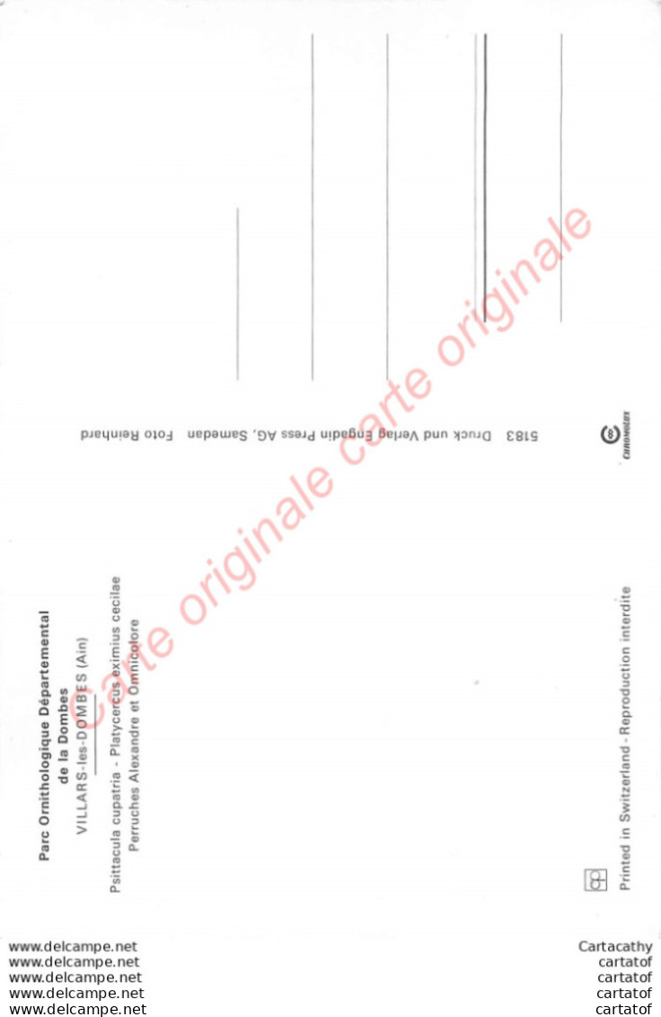 01. VILLARS LES DOMBES . Parc Ornithologique Départemental De La DOMBES . Perruches Alexandre Et Omicolore ;;; - Villars-les-Dombes