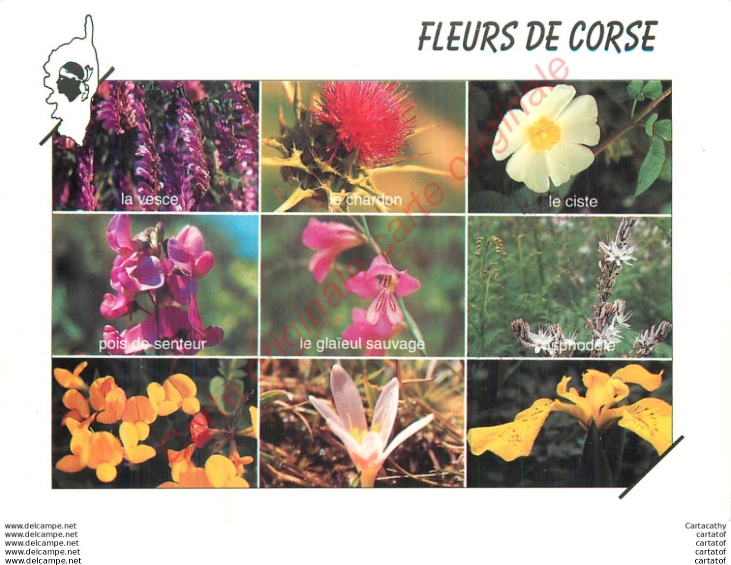 FLEURS DE CORSE .  Les Fleurs Du Maquis Corse . - Autres & Non Classés