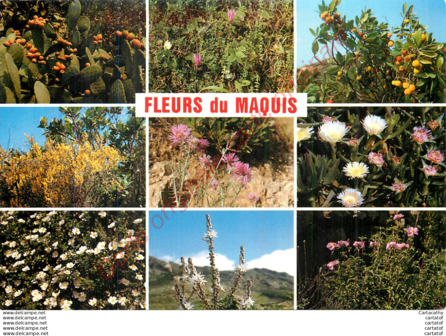 FLEURS DE CORSE .  Les Fleurs Du Maquis Corse . - Andere & Zonder Classificatie