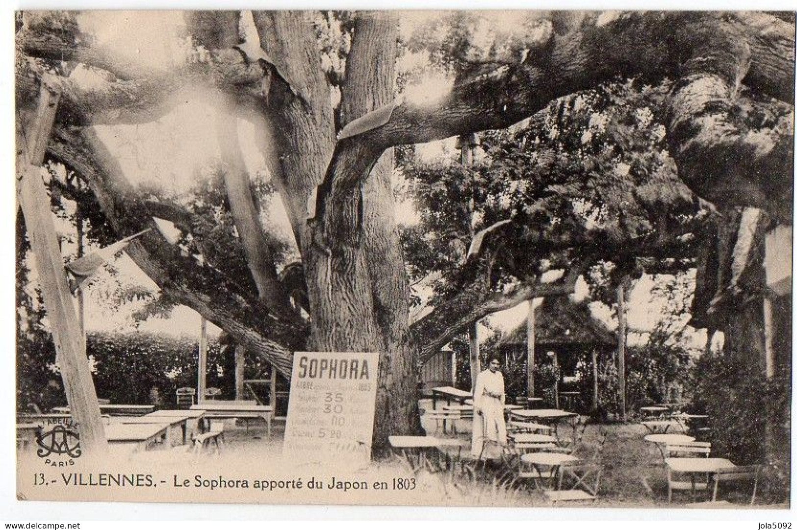 78 / VILLENNES - Le Sophora Apporté Du Japon En 1803 - Villennes-sur-Seine