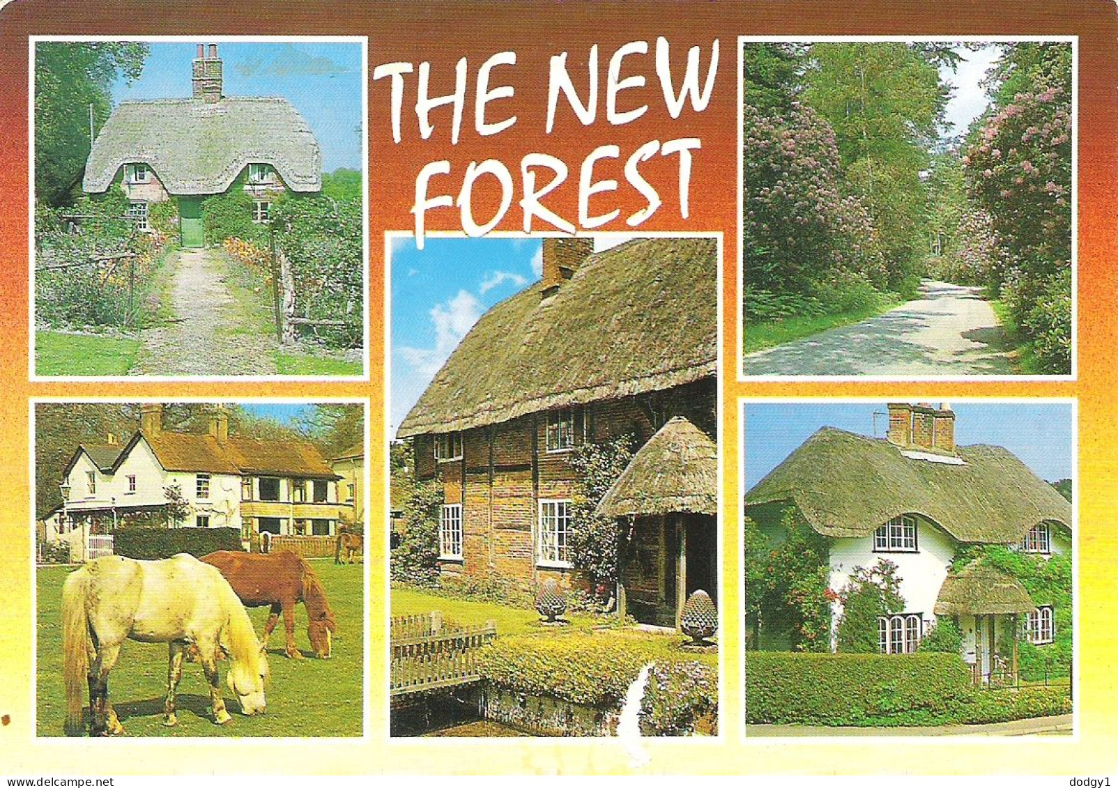 SCENES FROM THE NEW FOREST, HAMPSHIRE, ENGLAND. USED POSTCARD My3 - Sonstige & Ohne Zuordnung