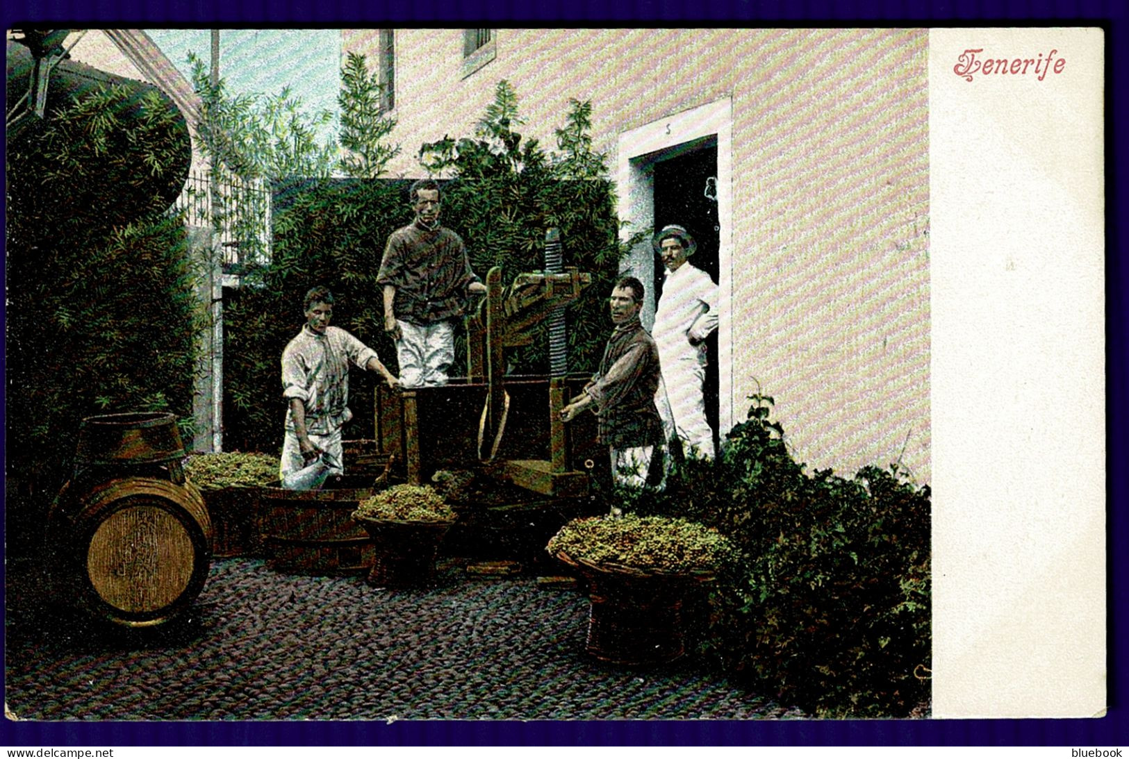 Ref 1649 - Early Postcard - Grape Pressing Crushing - Tenerife Canary Islands - Spain - Tenerife