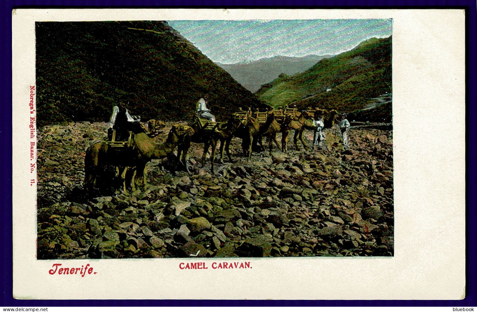 Ref 1649 - Early Postcard - Camel Caravan - Tenerife Canary Islands - Spain - Tenerife