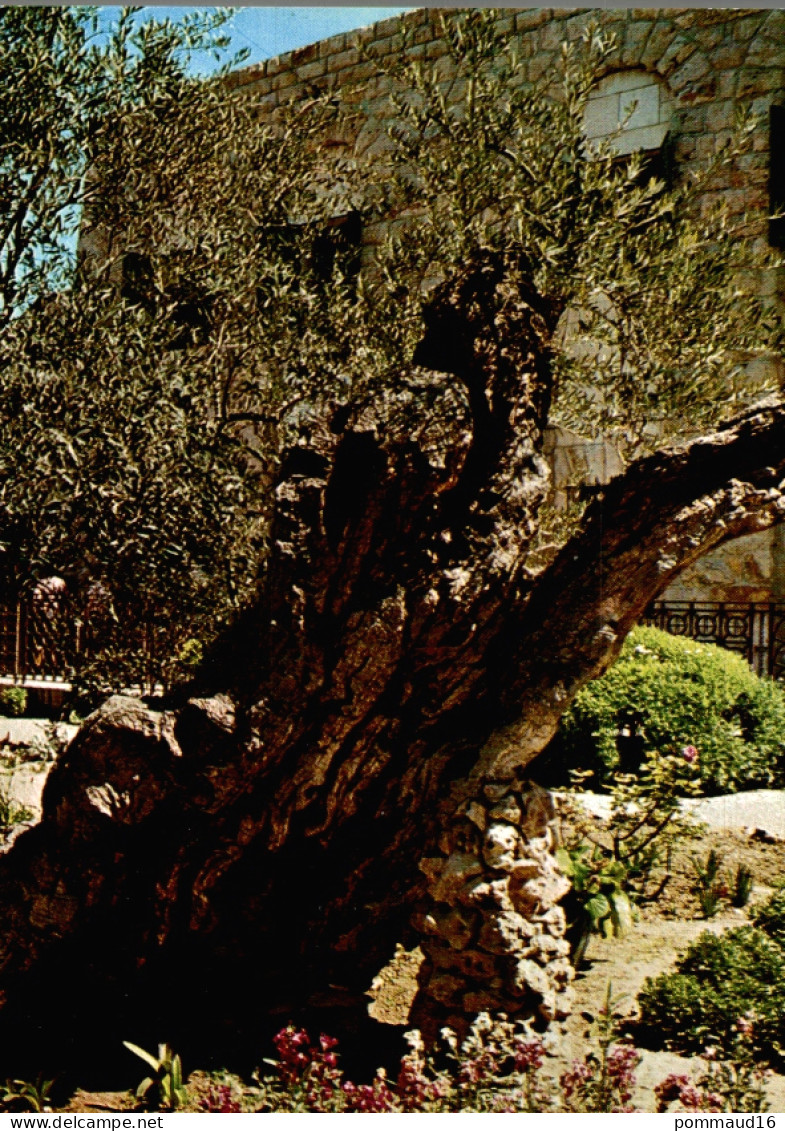 CPM Gethsemani Olivier Millénaire - Bäume