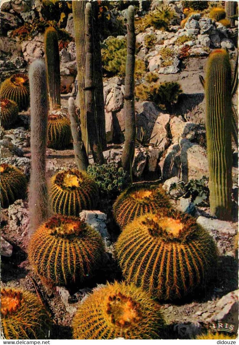 Fleurs - Plantes - Cactus - La Cote D'Azur - Un Jardin Exotique - Carte Dentelée - CPSM Grand Format - Flamme Postale De - Sukkulenten