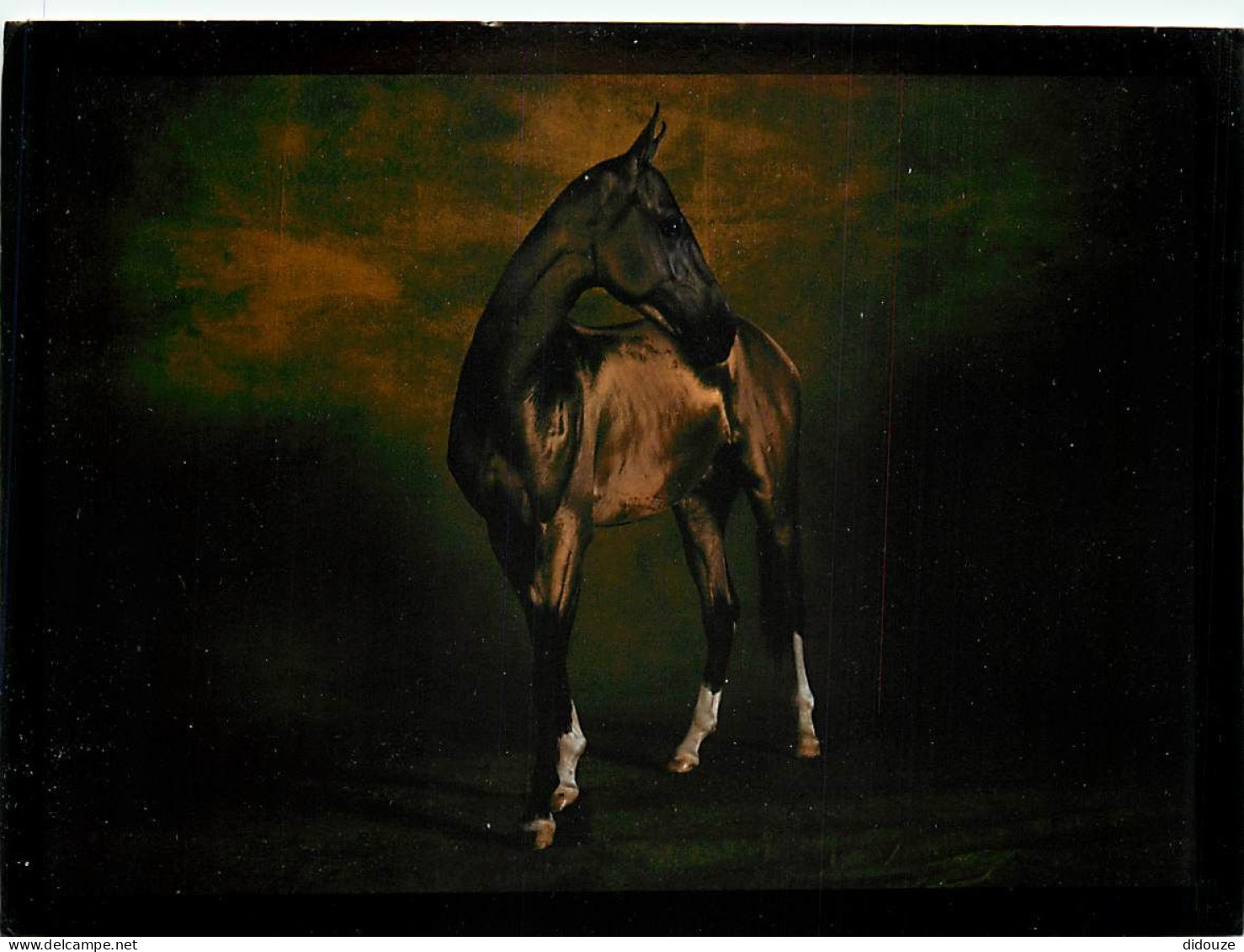 Format Spécial - 200 X 140 Mms - Animaux - Chevaux - Yann Arthus-Bertrand - Etalon Akhal-téké -Murgi, âgé De 2 Ans, Né A - Horses