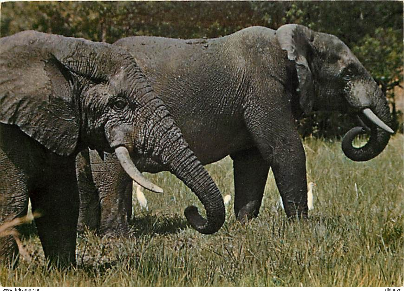 Animaux - Eléphants - Faune D'Afrique - CPM - Voir Scans Recto-Verso - Elefanten