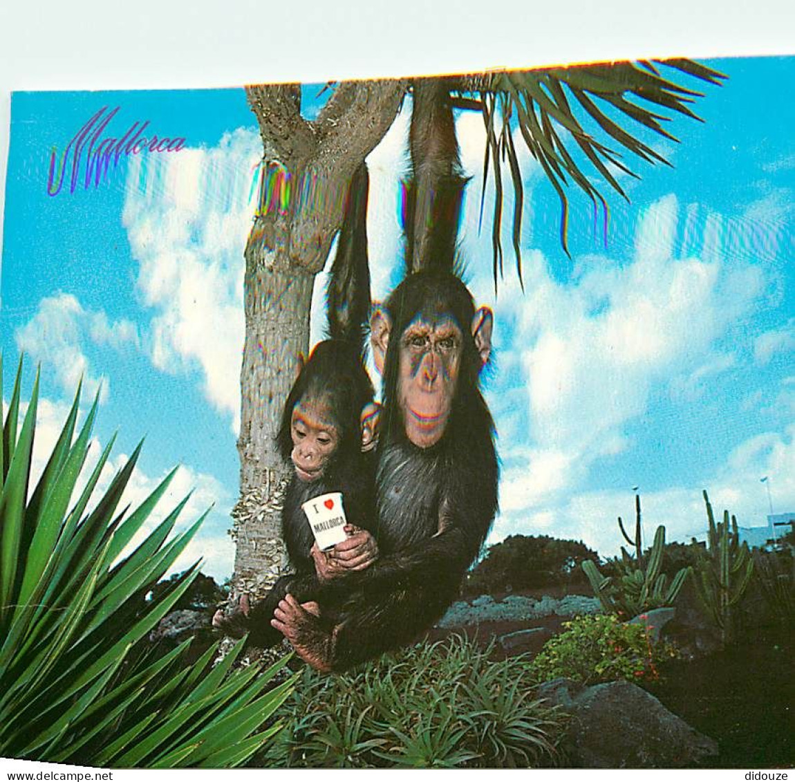 Animaux - Singes - Espagne - Espana - Mallorca - Chimpanzé - Voir Timbre - CPM - Voir Scans Recto-Verso - Monkeys