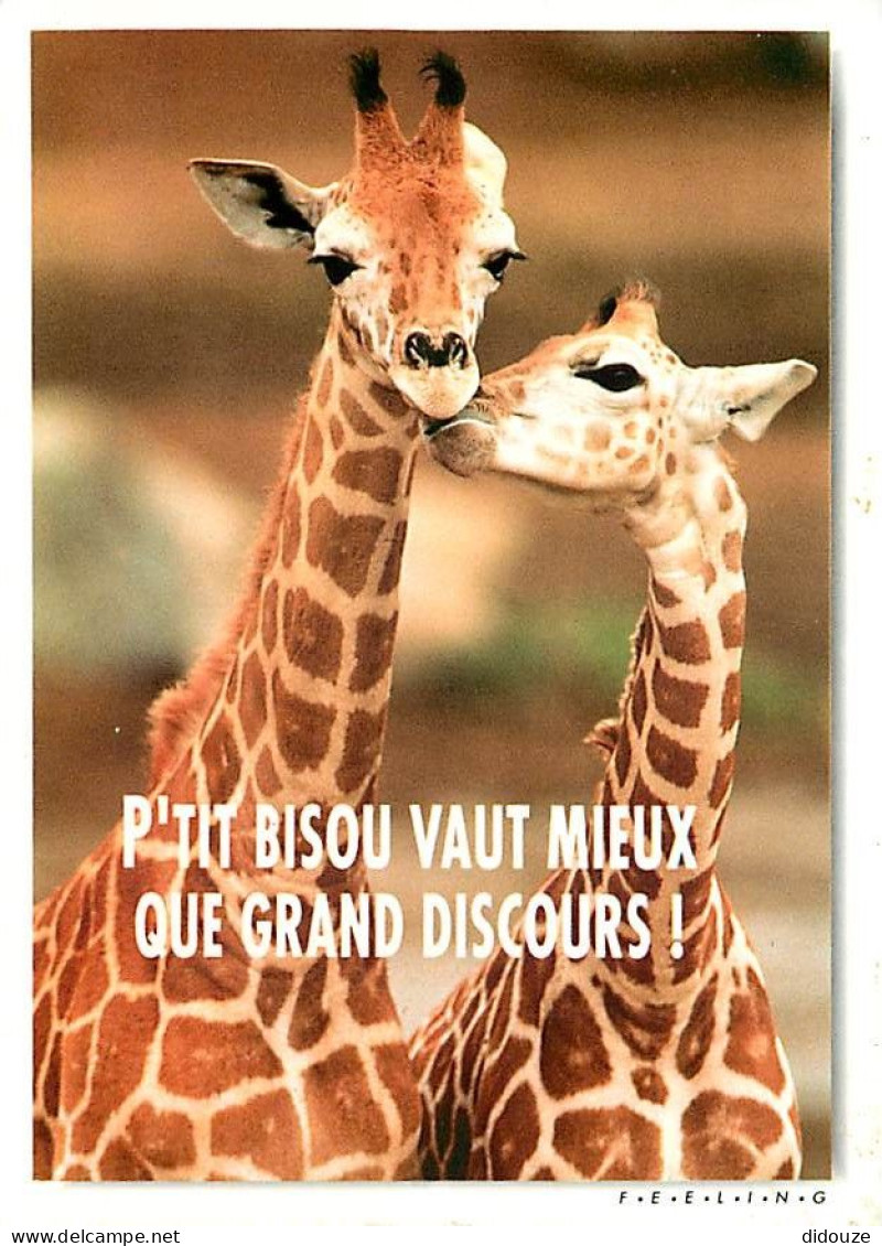 Animaux - Girafes - Carte Humoristique - CPM - Voir Scans Recto-Verso - Girafes