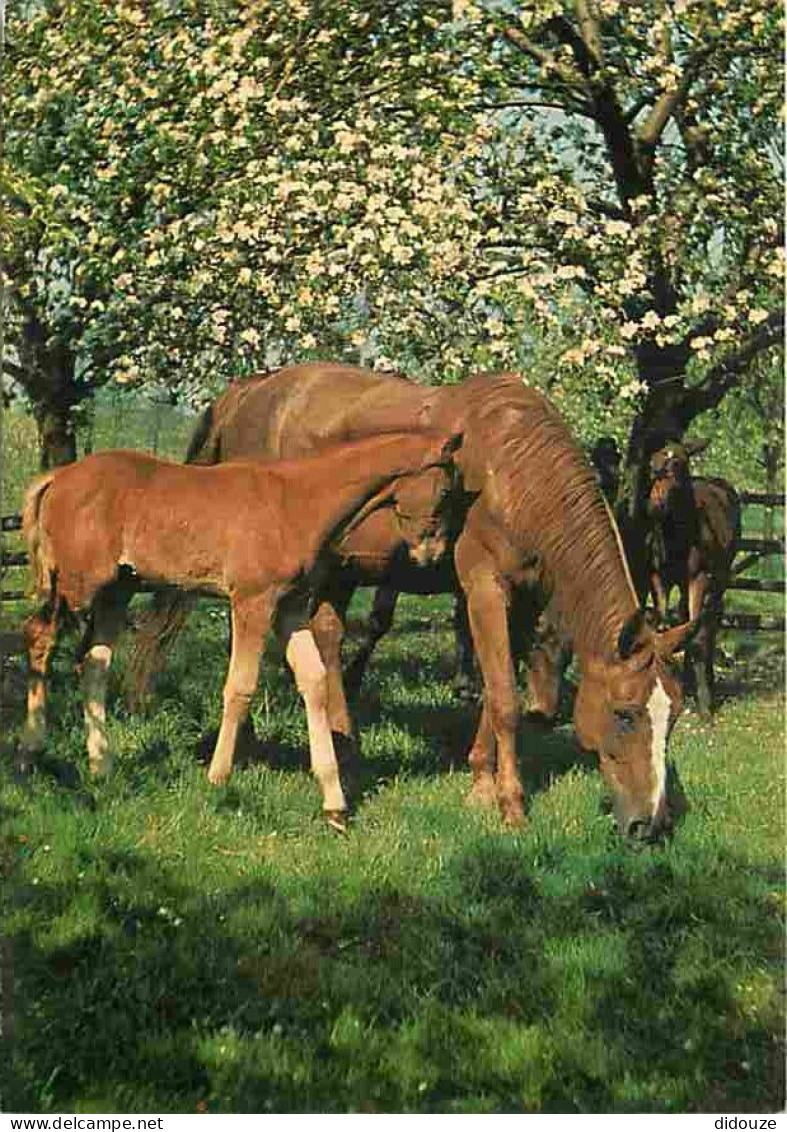 Animaux - Chevaux - Jument Et Son Poulain - Carte Neuve - Voir Scans Recto Verso  - Horses