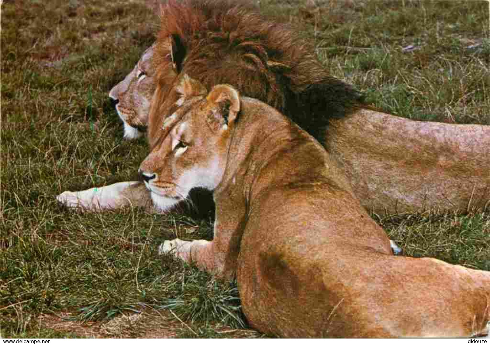 Animaux - Fauves - Lion - Réserve Du PAL De St Pourçain Sur Bresbre - Zoo - CPM - Voir Scans Recto-Verso - Leoni