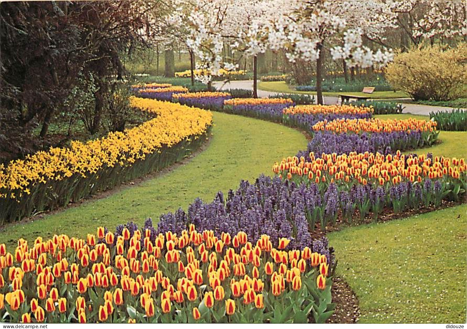 Pays-Bas - Nederland - Lisse - Keukenhof - Fleurs - CPM - Voir Scans Recto-Verso - Lisse