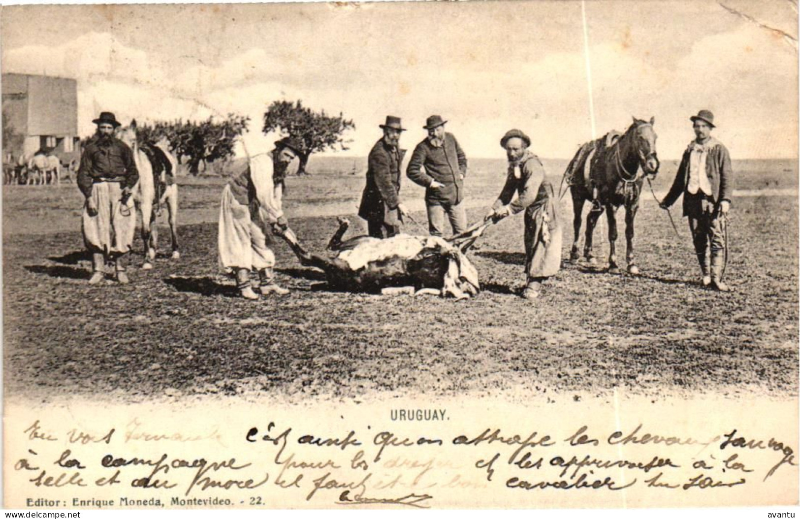 URUGUAY /   SLAUGHTERING A COW - Uruguay
