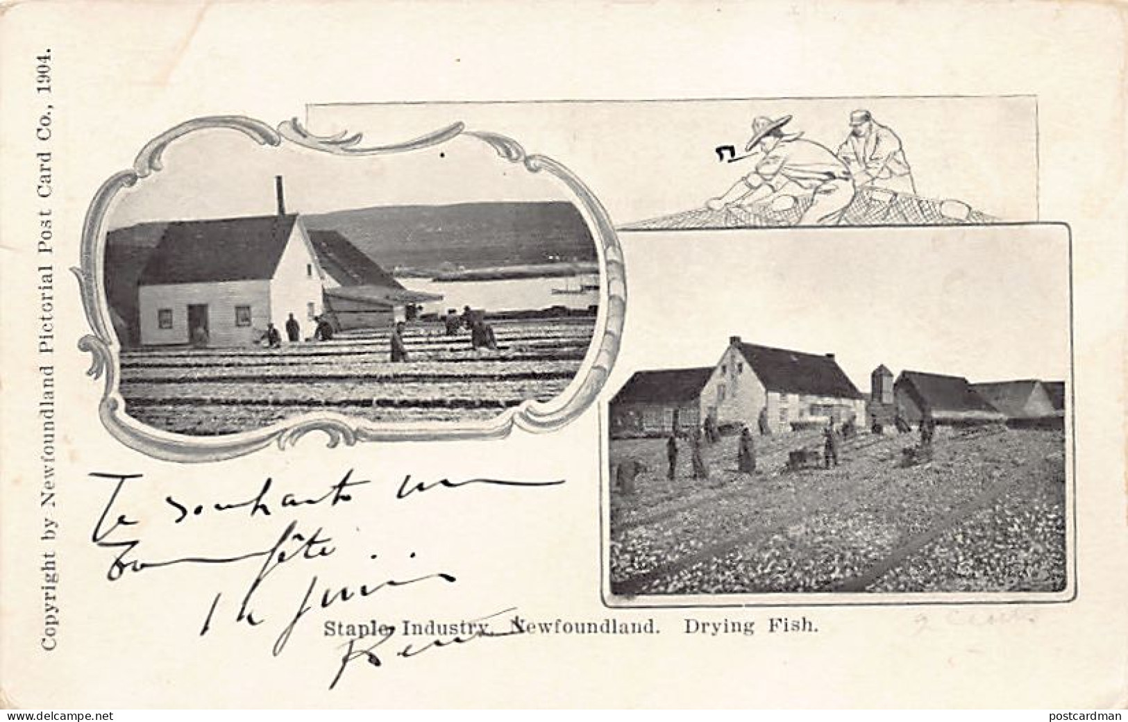 Canada - Newfoundland - Drying Codfish - Staple Industry - Year 1904 - Publ. NFL Pictorial Post Card Co.  - Other & Unclassified