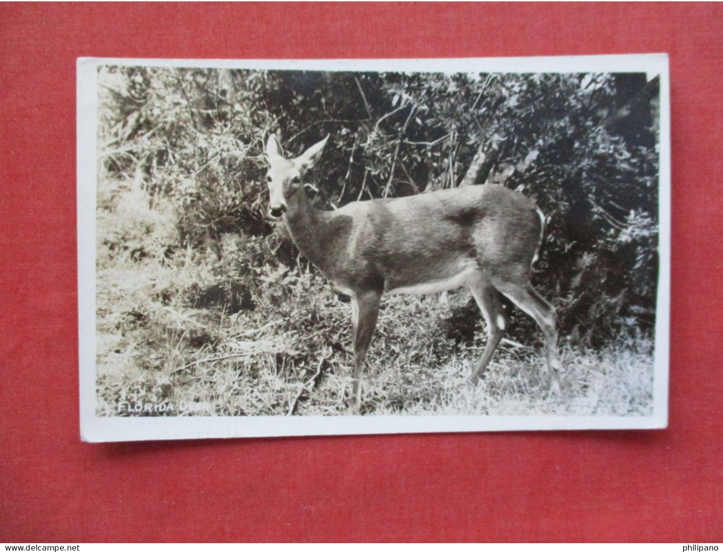 RPPC   Florida Deer.    Ref 6406 - Autres & Non Classés