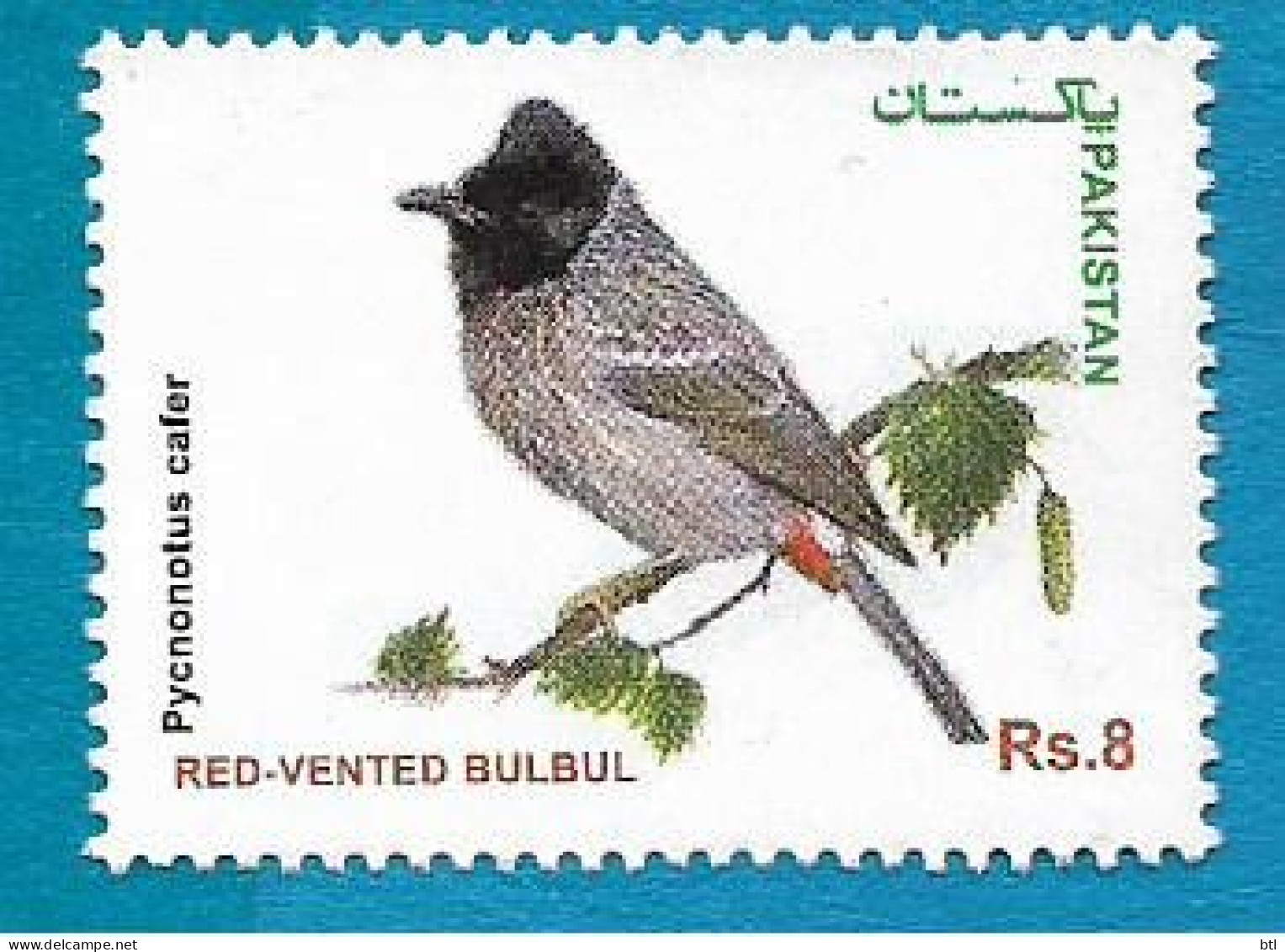 Pakistan : Bird Of Pakistan Red Vented Bulbul - Pakistan