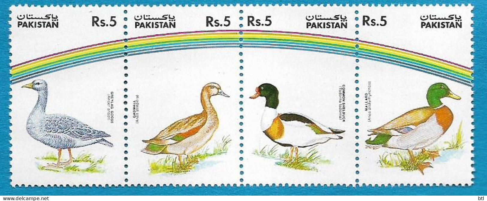 Pakistan : Duck's Of Pakistan - Pakistan