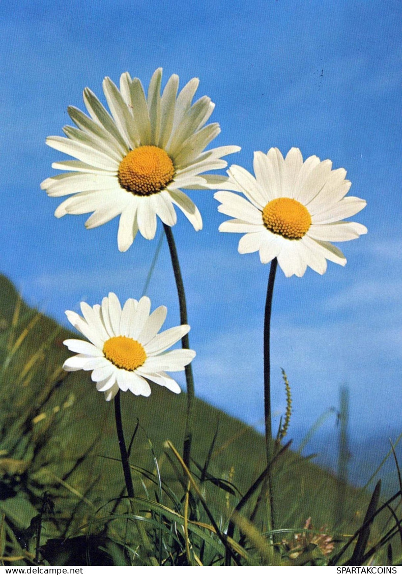 FLOWERS Vintage Ansichtskarte Postkarte CPSM #PAR667.A - Fleurs