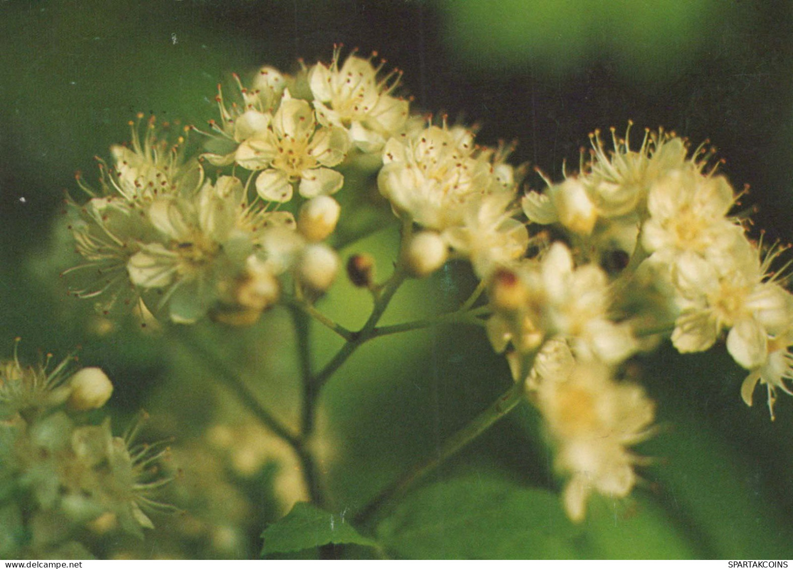 FLEURS Vintage Carte Postale CPSM #PAR551.A - Fleurs