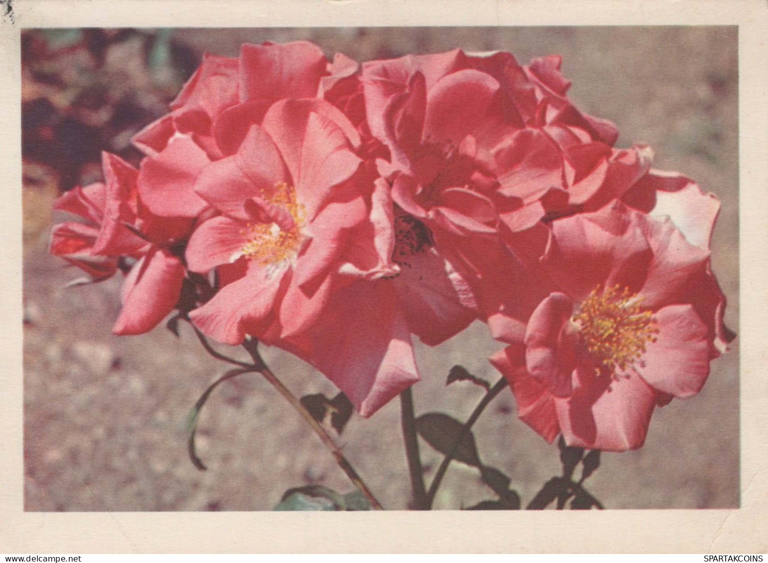 FLOWERS Vintage Ansichtskarte Postkarte CPSM #PAR427.A - Fleurs