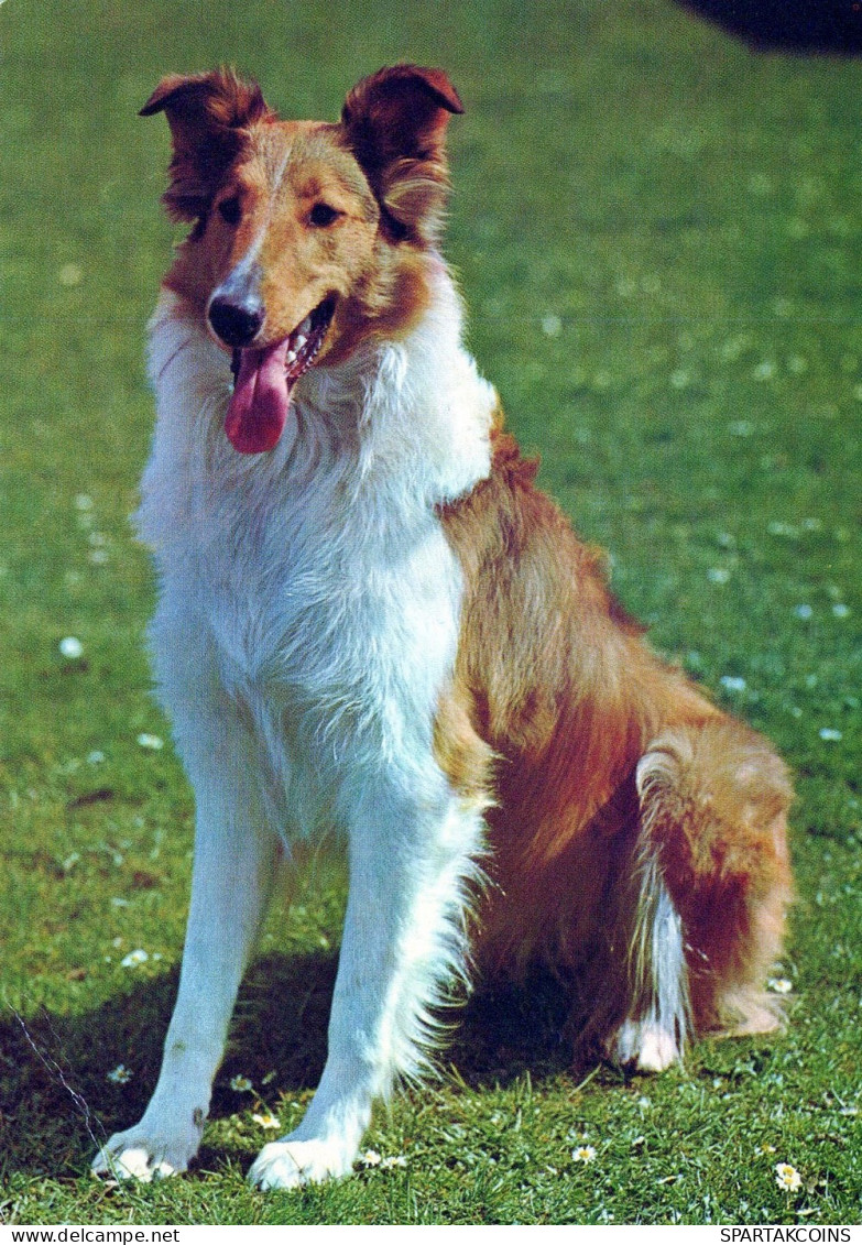 CHIEN Animaux Vintage Carte Postale CPSM #PAN580.A - Hunde