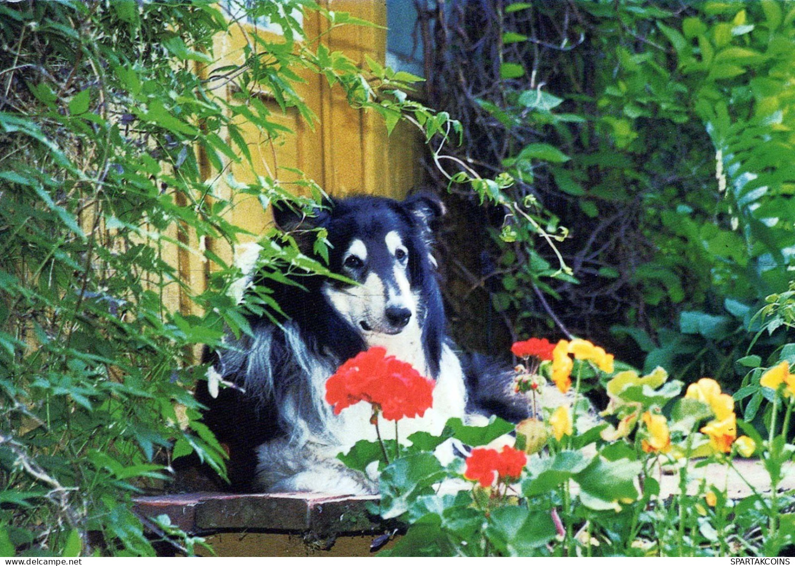 CHIEN Animaux Vintage Carte Postale CPSM #PBQ391.A - Chiens