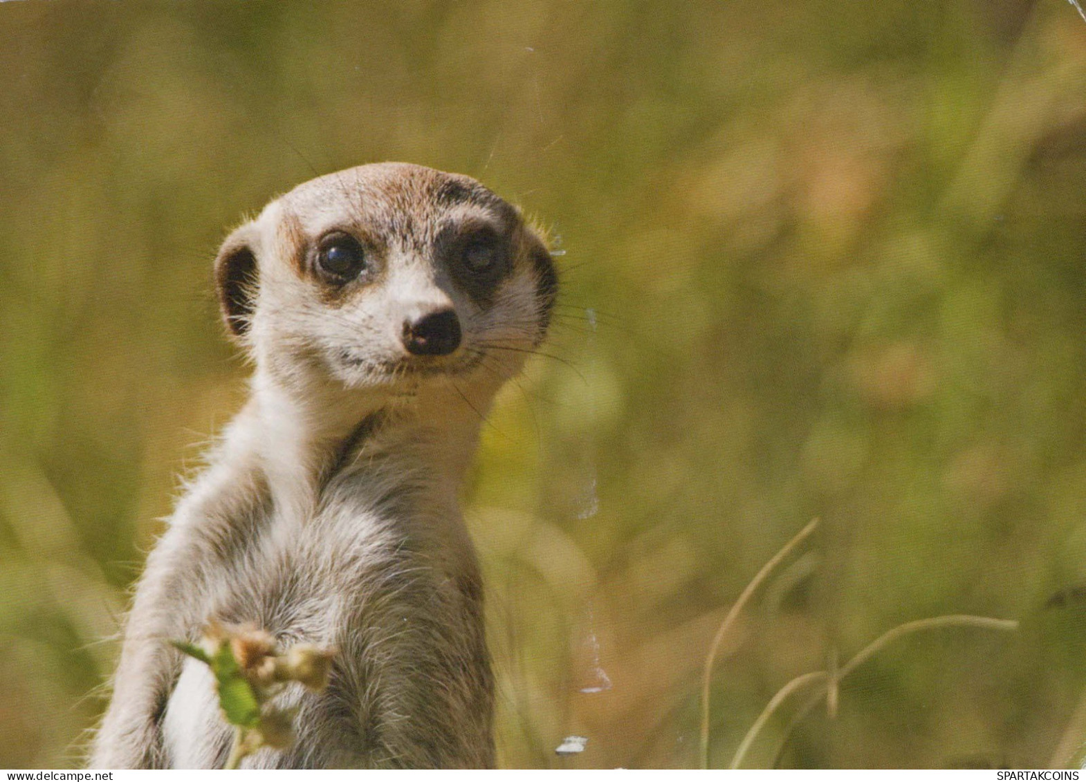 GOPHER Animaux Vintage Carte Postale CPSM #PBS943.A - Andere & Zonder Classificatie