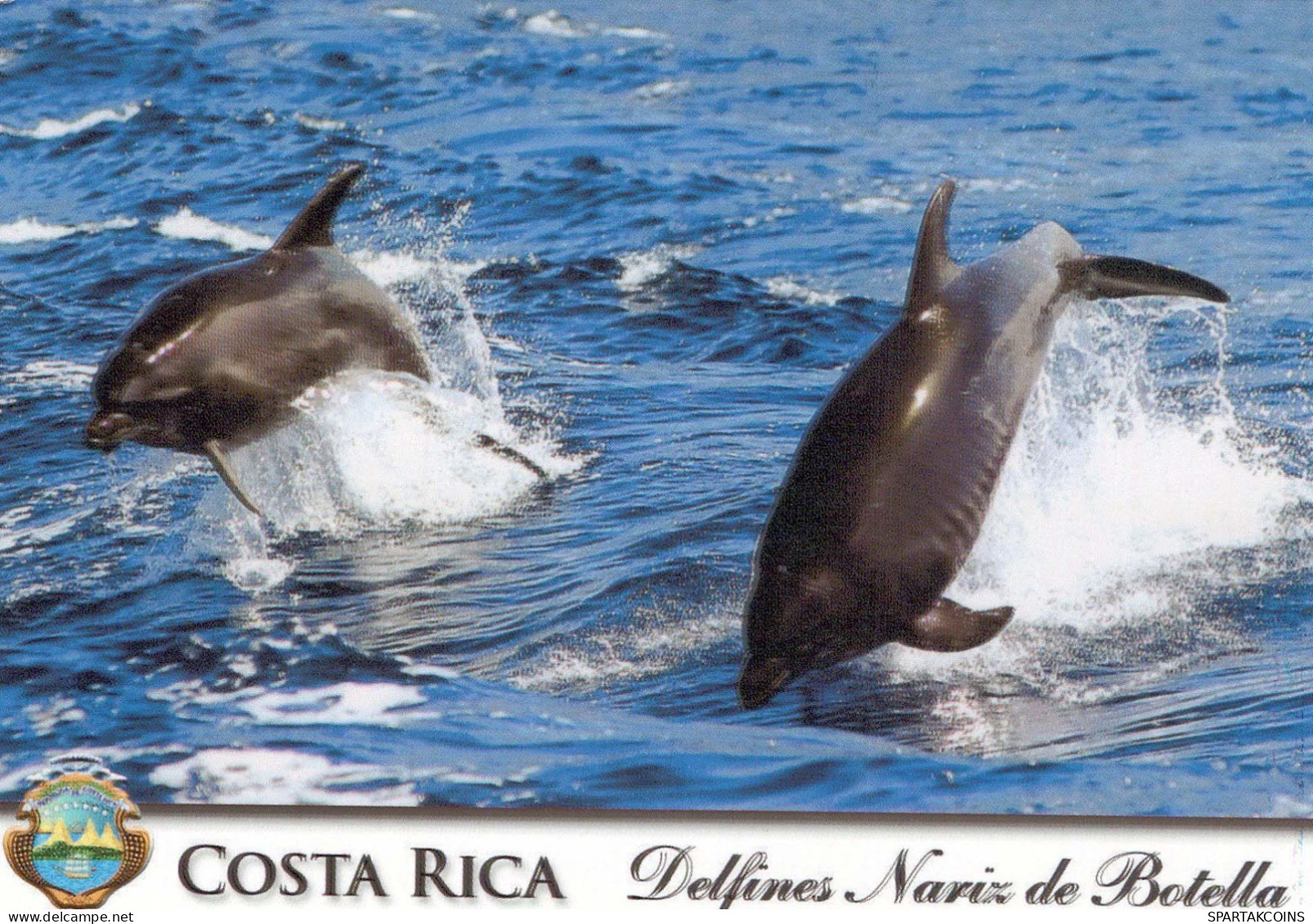 Dolphins Animals Vintage Postcard CPSM #PBS665.A - Dolphins