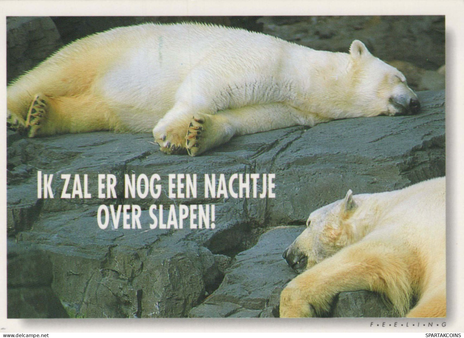 GEBÄREN Tier Vintage Ansichtskarte Postkarte CPSM #PBS274.A - Ours