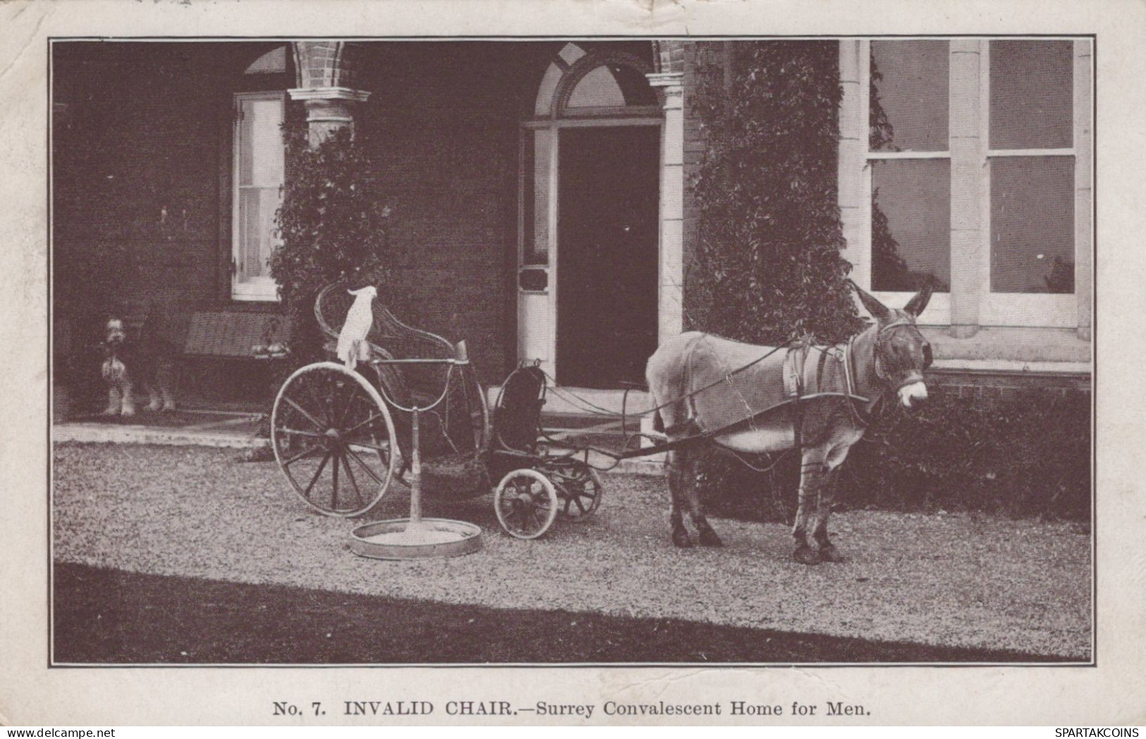 BURRO Animales Vintage Antiguo CPA Tarjeta Postal #PAA189.A - Donkeys
