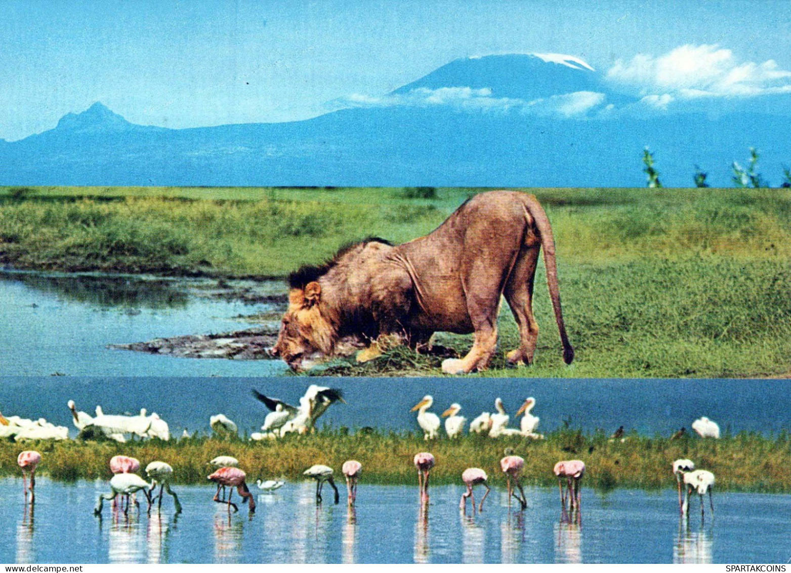 LION Tier Vintage Ansichtskarte Postkarte CPSM #PBS069.DE - Leones