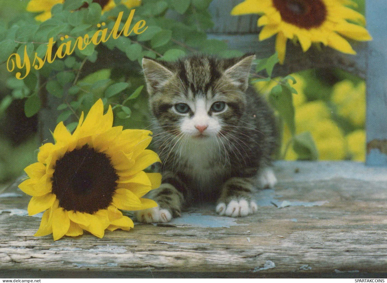 KATZE MIEZEKATZE Tier Vintage Ansichtskarte Postkarte CPSM #PBQ936.DE - Cats