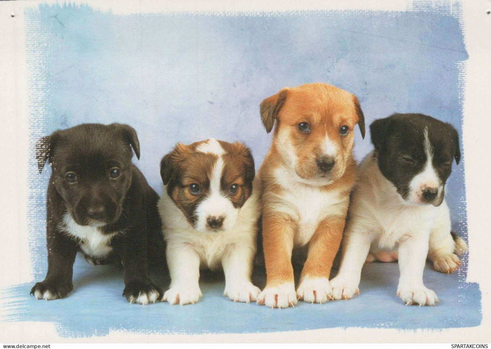 HUND Tier Vintage Ansichtskarte Postkarte CPSM #PBQ689.DE - Chiens