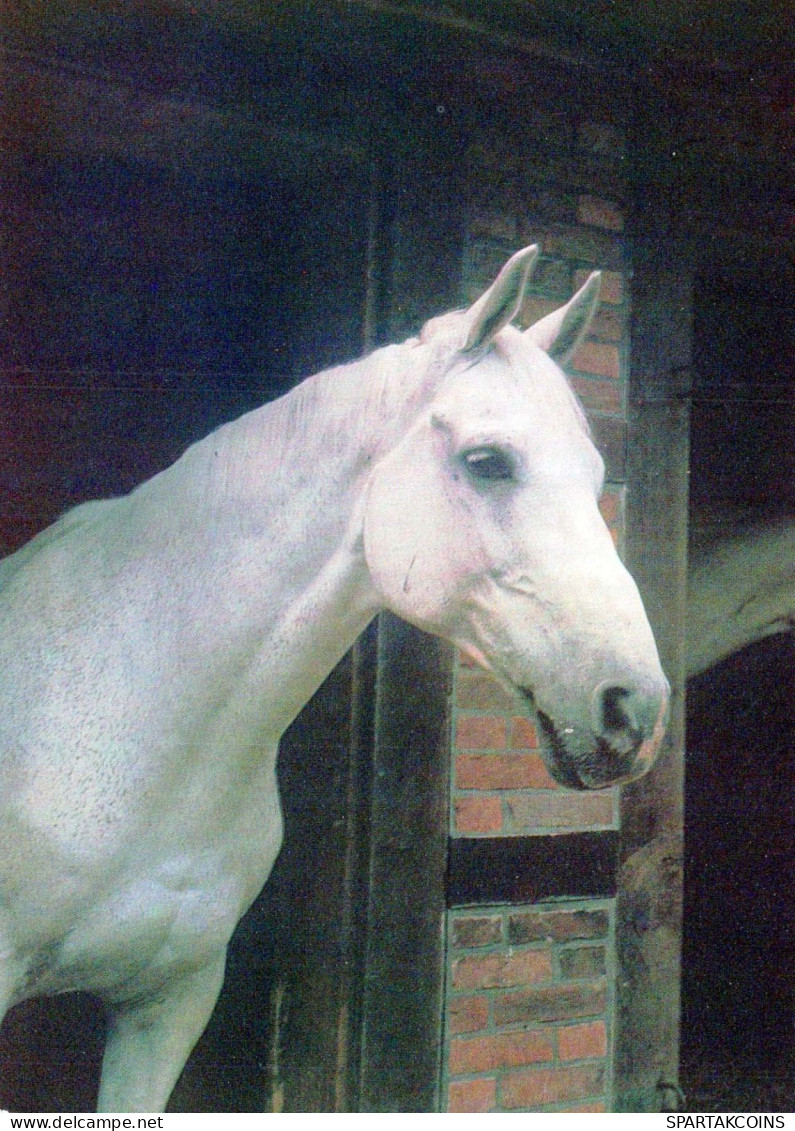 CABALLO Animales Vintage Tarjeta Postal CPSM #PBR842.ES - Horses