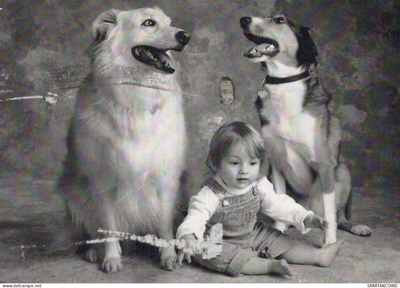 PERRO Animales Vintage Tarjeta Postal CPSM #PBQ481.ES - Chiens