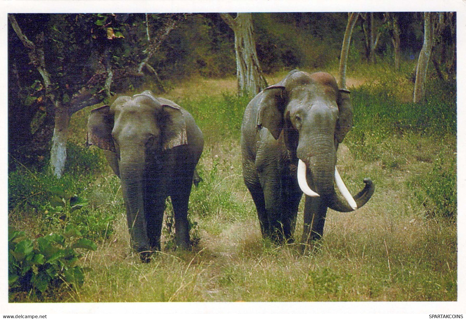 ÉLÉPHANT Animaux Vintage Carte Postale CPSM #PBS762.FR - Elephants