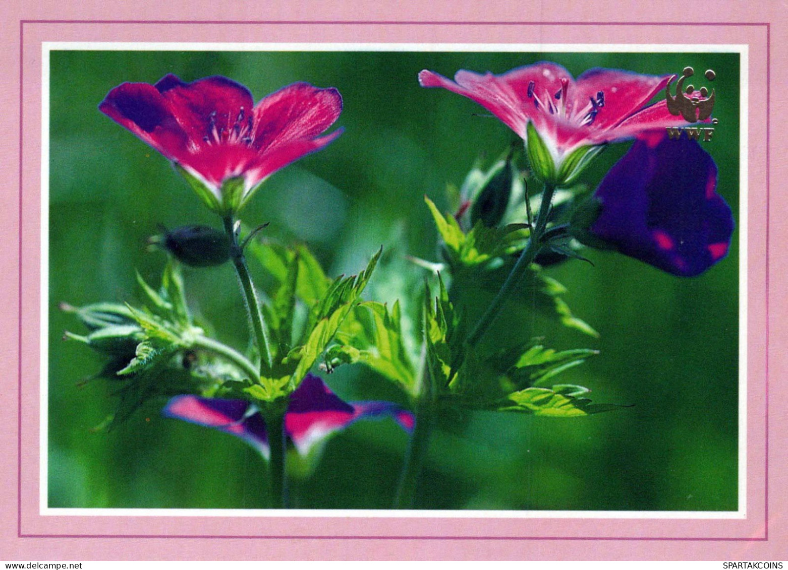 FLEURS Vintage Carte Postale CPSM #PAR529.FR - Flores