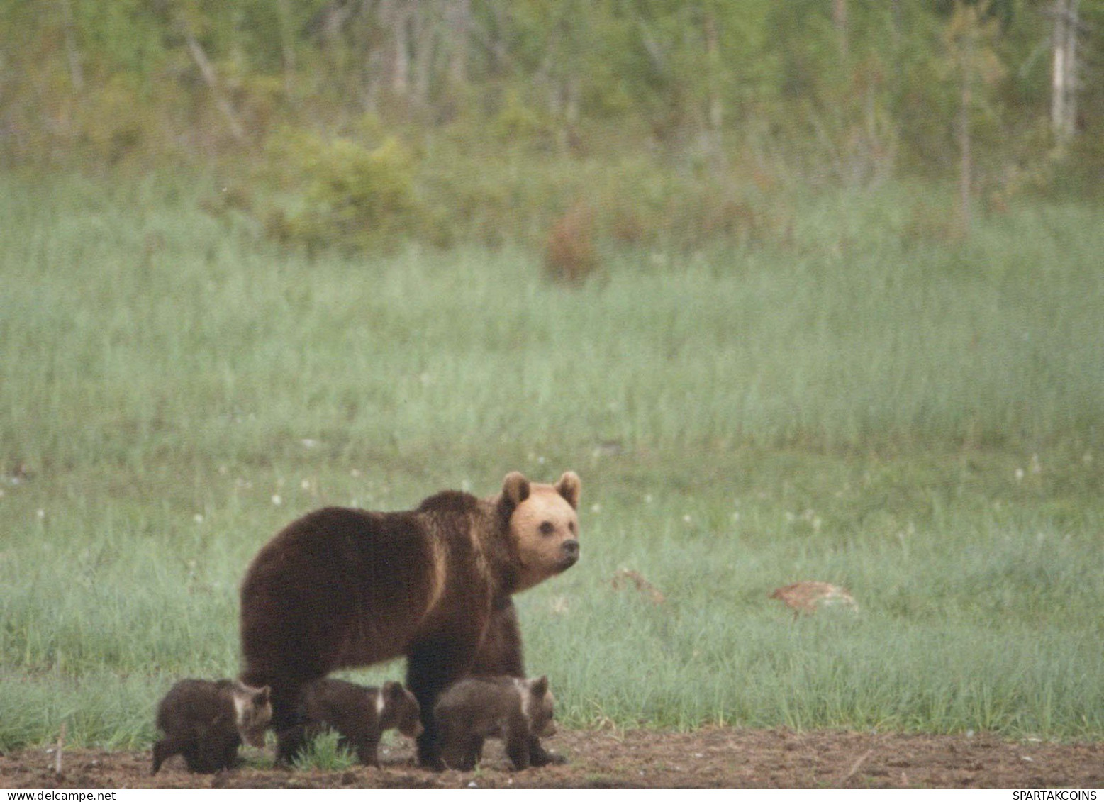 BEAR Animals Vintage Postcard CPSM #PBS381.GB - Ours