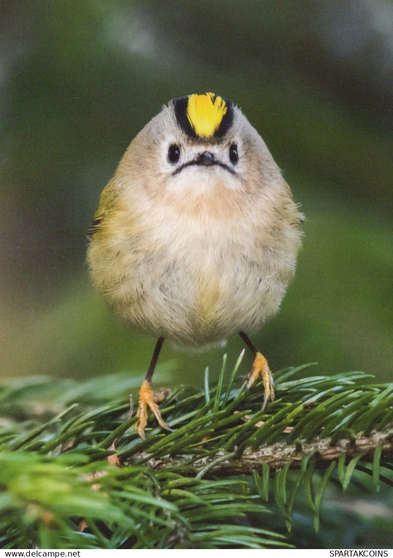 BIRD Animals Vintage Postcard CPSM #PBR463.GB - Oiseaux