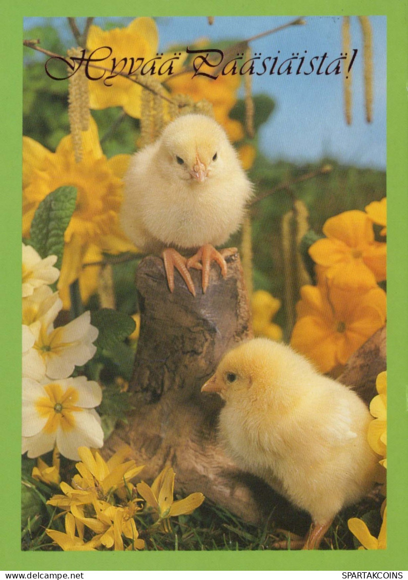 PASQUA POLLO UOVO Vintage Cartolina CPSM #PBO645.IT - Easter