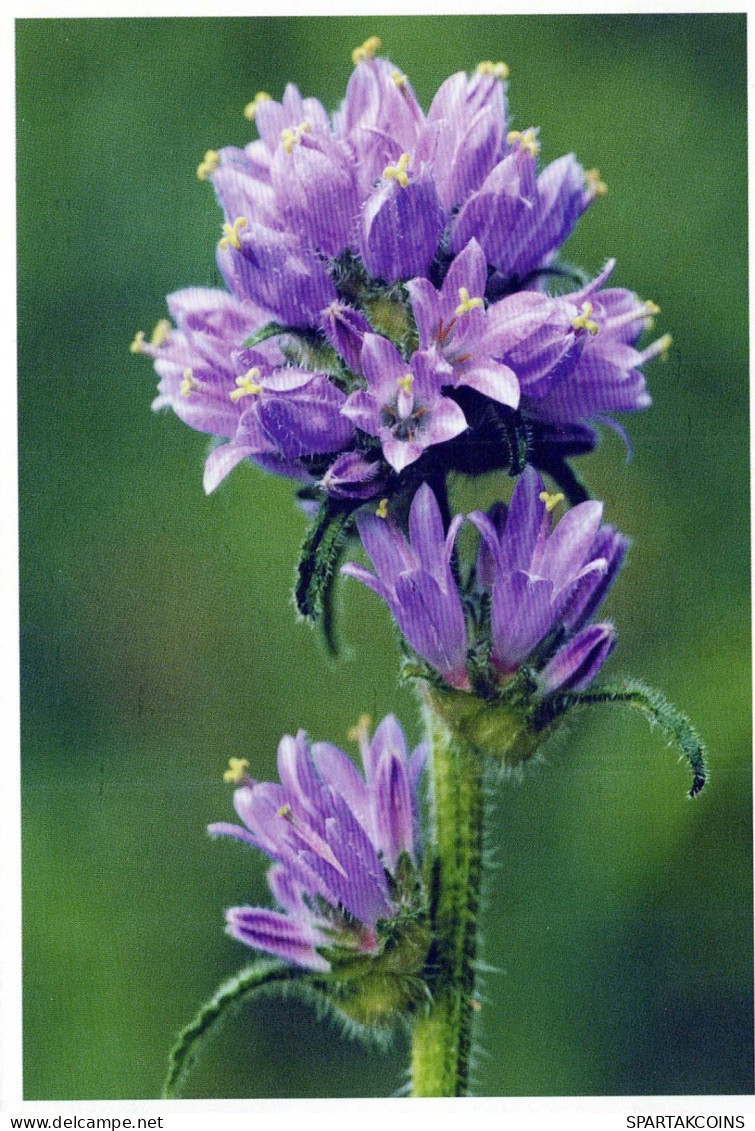 FIORI Vintage Cartolina CPSM #PAS492.IT - Flowers