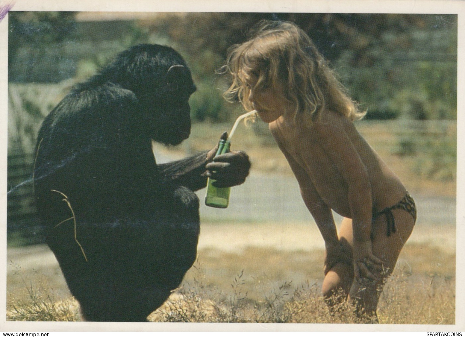 SCIMMIA Animale Vintage Cartolina CPSM #PAN988.IT - Monkeys