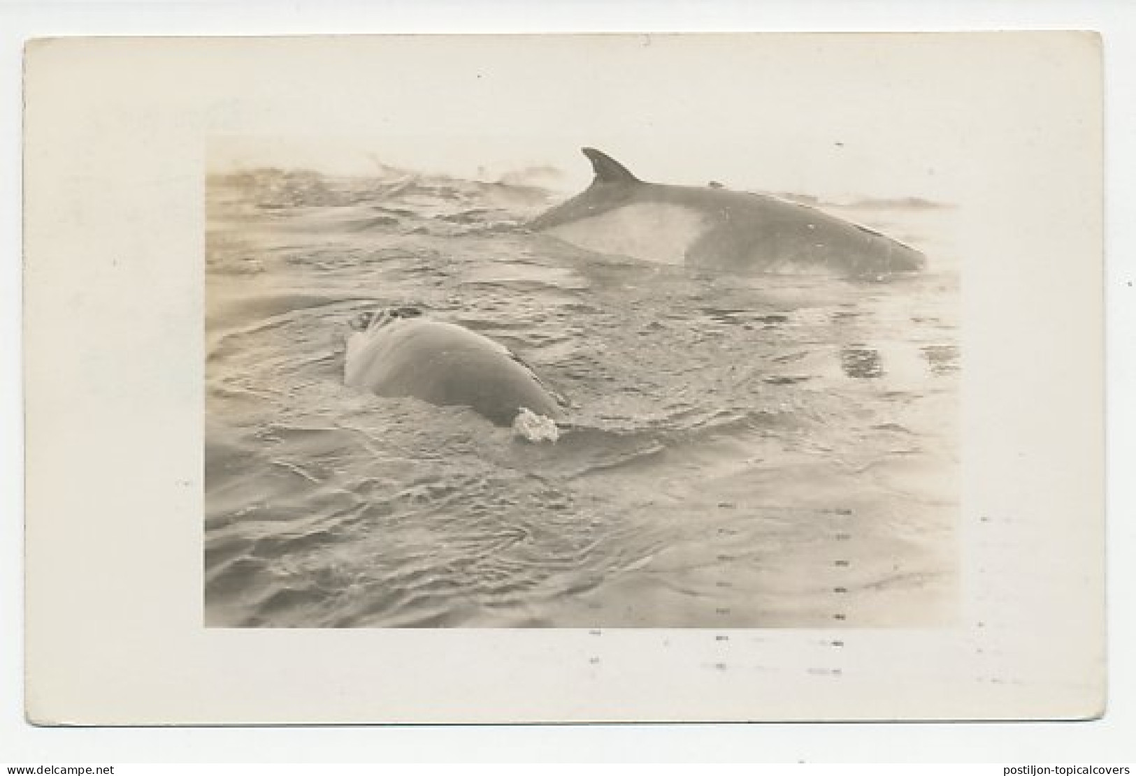 Card / Postmark USA 1934 Byrd Antarctic Expedition II - Photo Postcard Whale - Arctic Expeditions