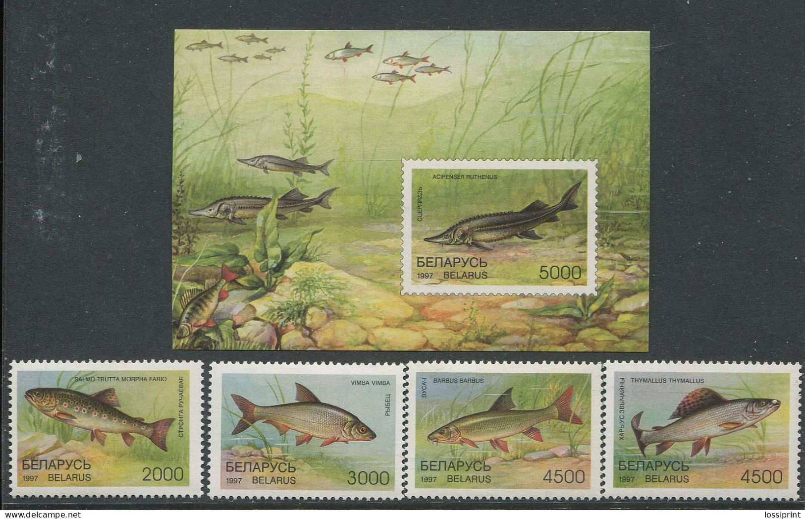 Belarus:Unused Stamps Serie And Block Fishes, 1997, MNH - Bielorrusia