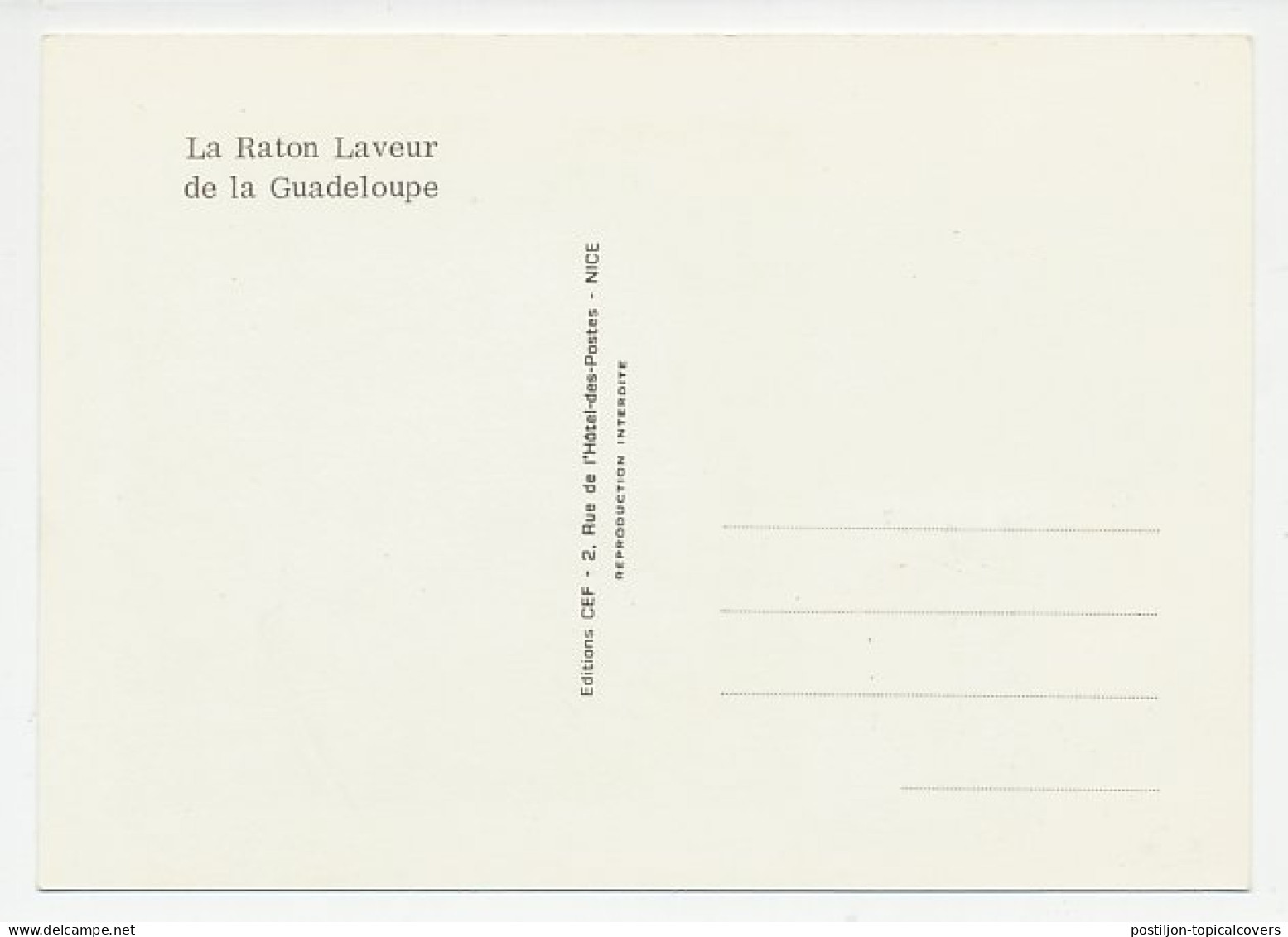 Maximum Card France 1973 Raccoon - Sonstige & Ohne Zuordnung