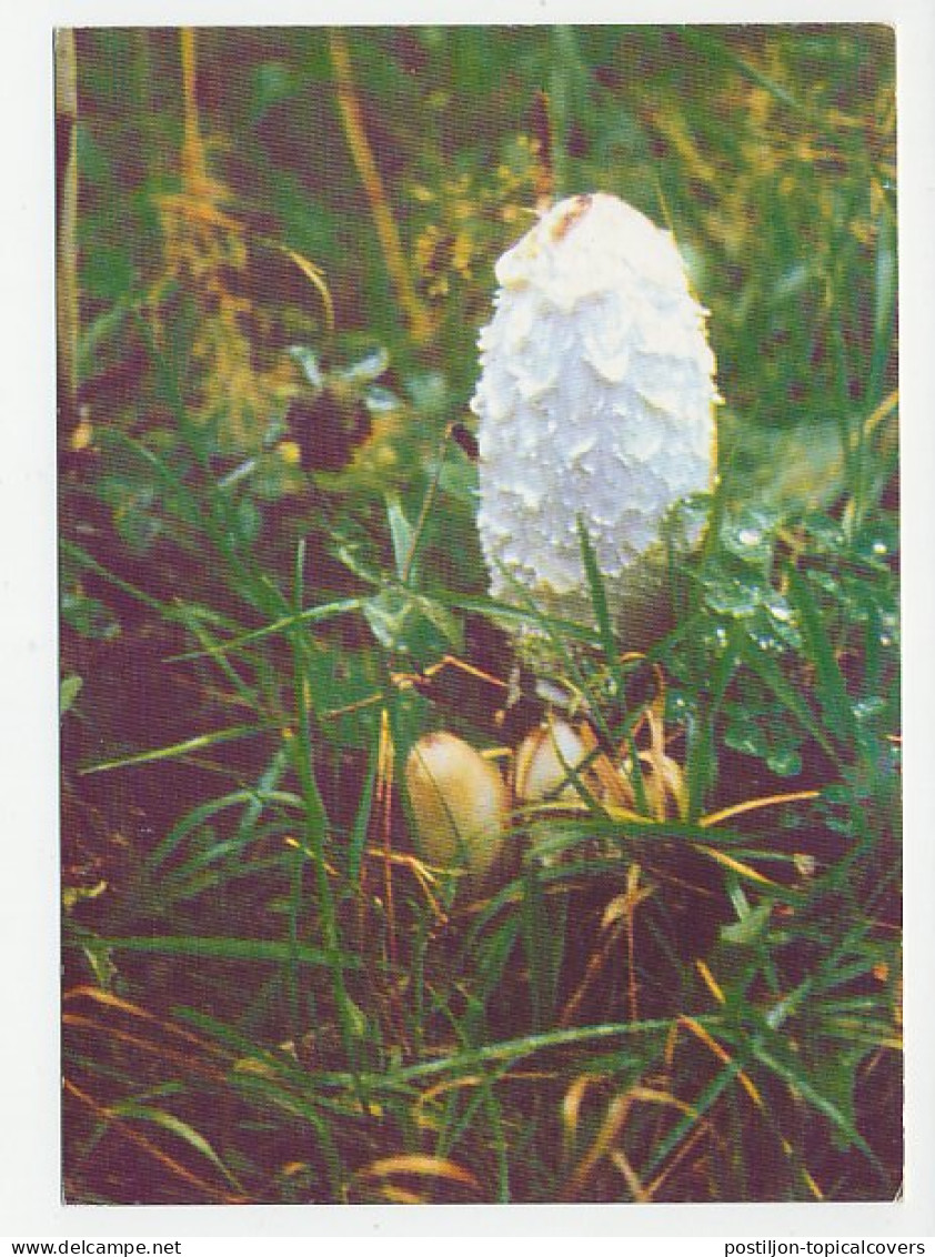 Postal Stationery Belarus 1999 Mushroom - Funghi