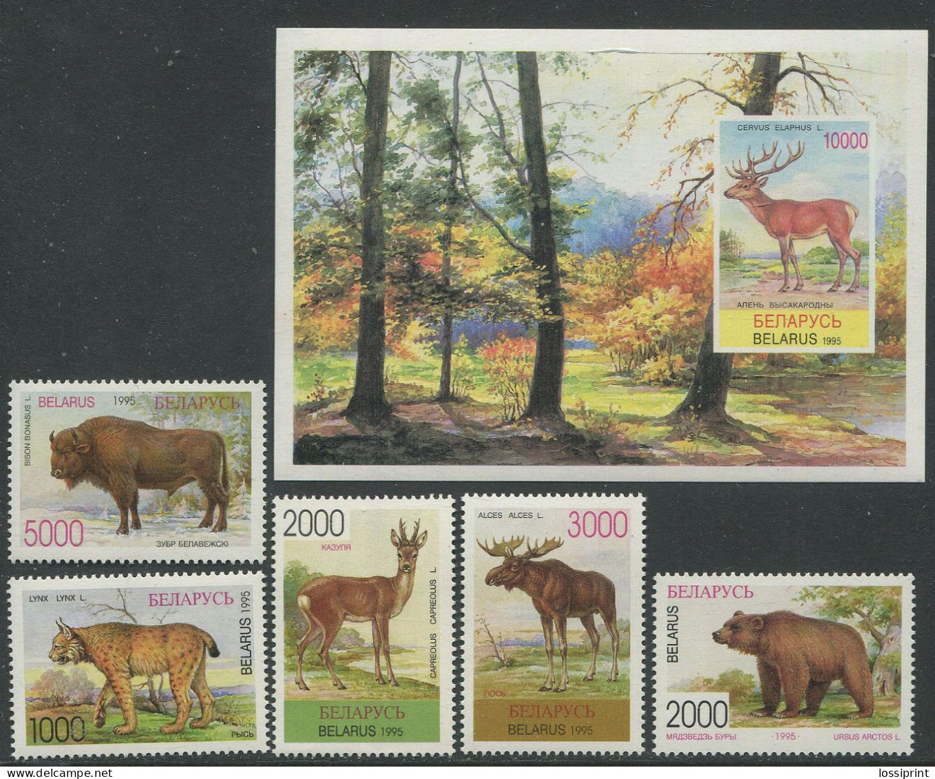 Belarus:Unused Stamps Serie And Block Animals, Bear, Goat, Moose, Lynx, Buffalo, Deer, 1995, MNH - Belarus
