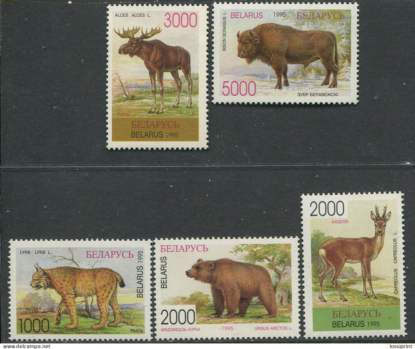 Belarus:Unused Stamps Serie Animals, Bear, Goat, Moose, Lynx, Buffalo, 1995, MNH - Belarus