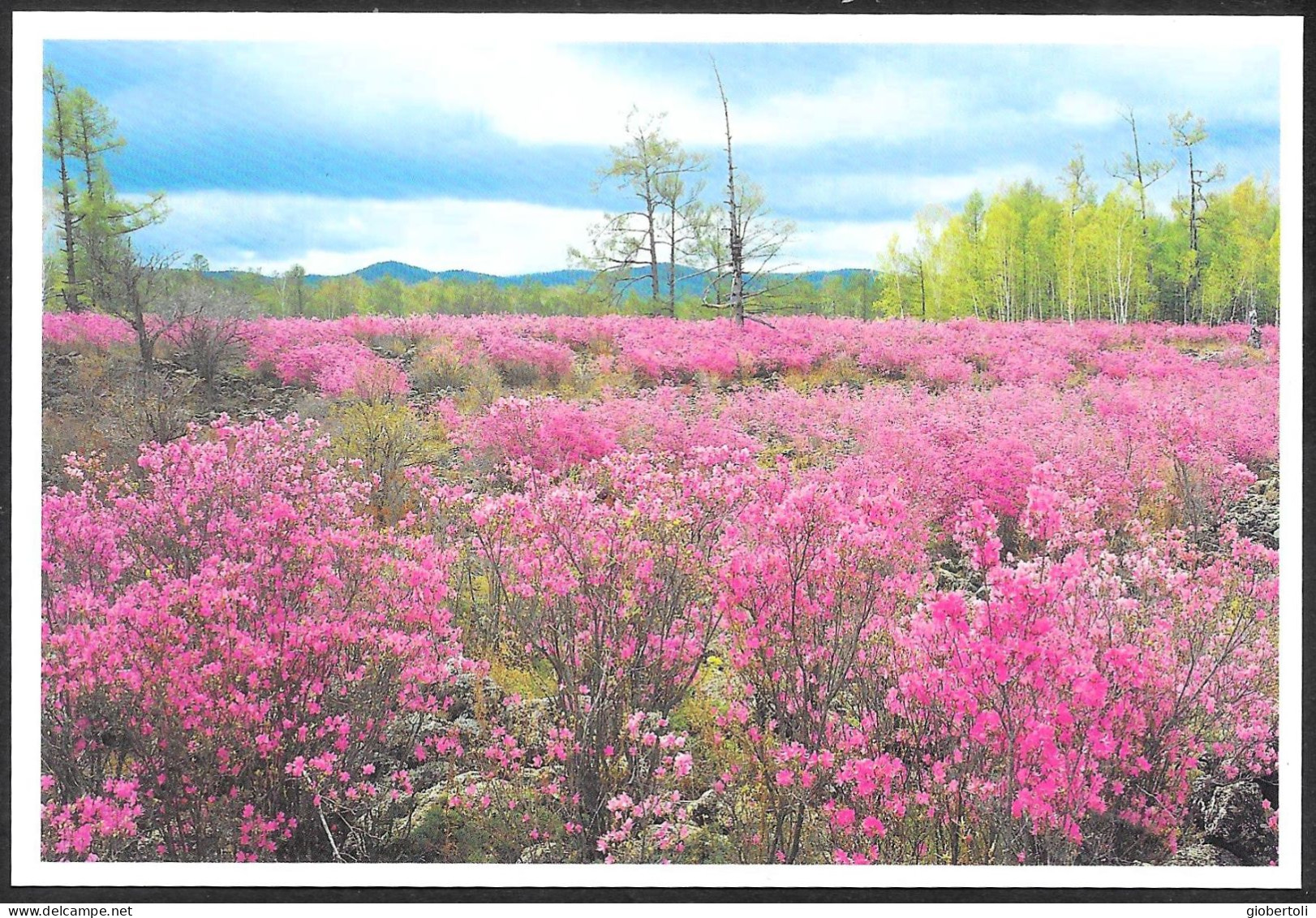 Cina/China/Chine: Intero, Stationery, Entier, Fiori Di Campo, Wildflowers, Fleurs Sauvages - Other & Unclassified