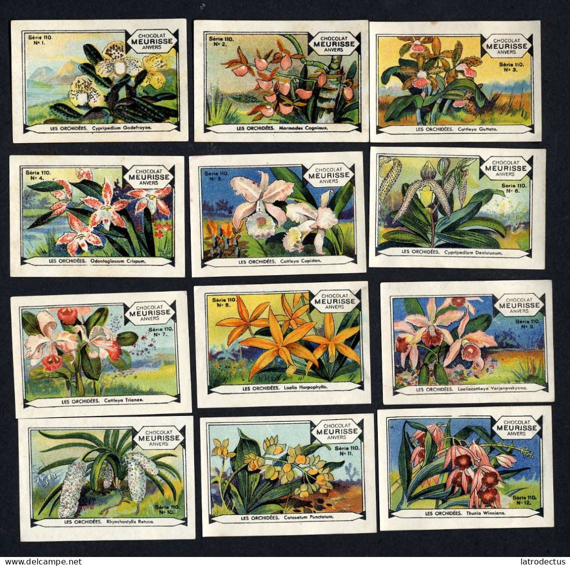 Meurisse - Ca 1930 - 110 - Les Orchidées, Orchids - Full Serie - Autres & Non Classés